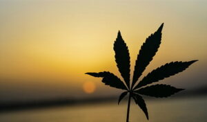 Marijuana plant with sundown